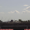 09_45-mast.jpg