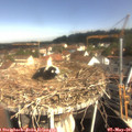 09_50-nest.jpg