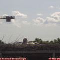 09_55-mast.jpg