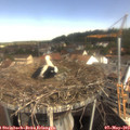 10_10-nest.jpg