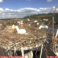 10_40-nest.jpg