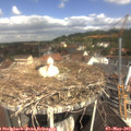 10_50-nest.jpg