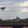 10_55-mast.jpg