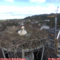 10_55-nest.jpg