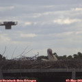 11_00-mast.jpg