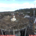 11_00-nest.jpg