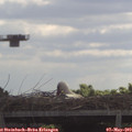 11_05-mast.jpg