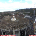 11_10-nest.jpg