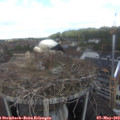 11_20-nest.jpg