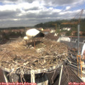 11_30-nest.jpg