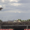 11_40-mast.jpg