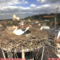 11_45-nest.jpg