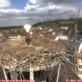 11_50-nest.jpg