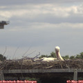 12_00-mast.jpg