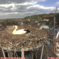 12_00-nest.jpg