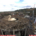 12_10-nest.jpg