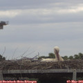 12_15-mast.jpg