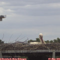 12_25-mast.jpg