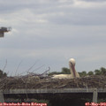 12_30-mast.jpg