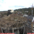 12_35-nest.jpg