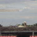 12_40-mast.jpg