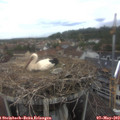 12_40-nest.jpg