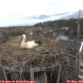 12_50-nest.jpg