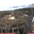 12_55-nest.jpg