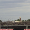 13_00-mast.jpg