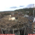 13_00-nest.jpg