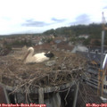 13_05-nest.jpg