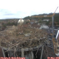 13_20-nest.jpg