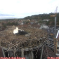 13_30-nest.jpg