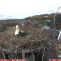 13_35-nest.jpg