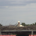 13_45-mast.jpg