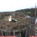 13_50-nest.jpg