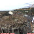 13_55-nest.jpg