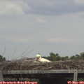 14_00-mast.jpg