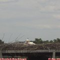 14_10-mast.jpg