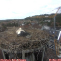 14_20-nest.jpg