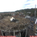 14_30-nest.jpg