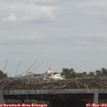 14_35-mast.jpg