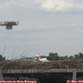 14_40-mast.jpg