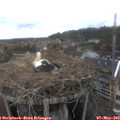 14_50-nest.jpg
