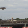 14_55-mast.jpg