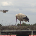 15_05-mast.jpg