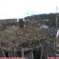 15_05-nest.jpg