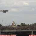 15_10-mast.jpg