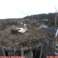 15_10-nest.jpg