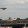 15_15-mast.jpg